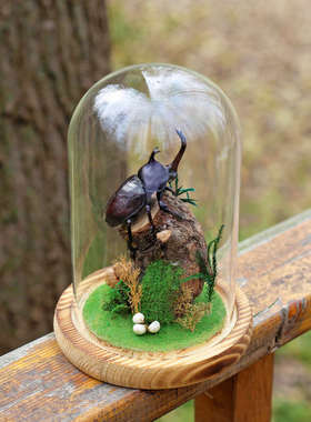 生态甲虫独角仙标本艺术玻璃罩昆虫微景观桌面展示框摆件手工礼物
