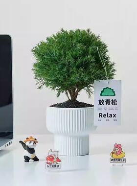 放青松办公室桌面绿植盆栽花束摆件放轻松雾凇卡片室内净化空气