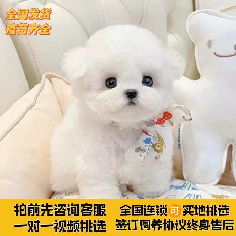 小体比熊犬幼犬纯种博美幼崽长不大的网红小型茶杯犬宠物真狗活物