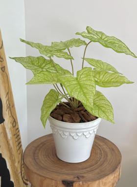 楼夏家彷真绿色植物盆栽窗台玄关餐桌摆件家居装饰办公室彷真植物
