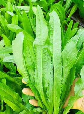 菜籽种大全蔬菜种孑四季播种萝卜香菜籽种生菜葱蒜辣椒大白菜种子
