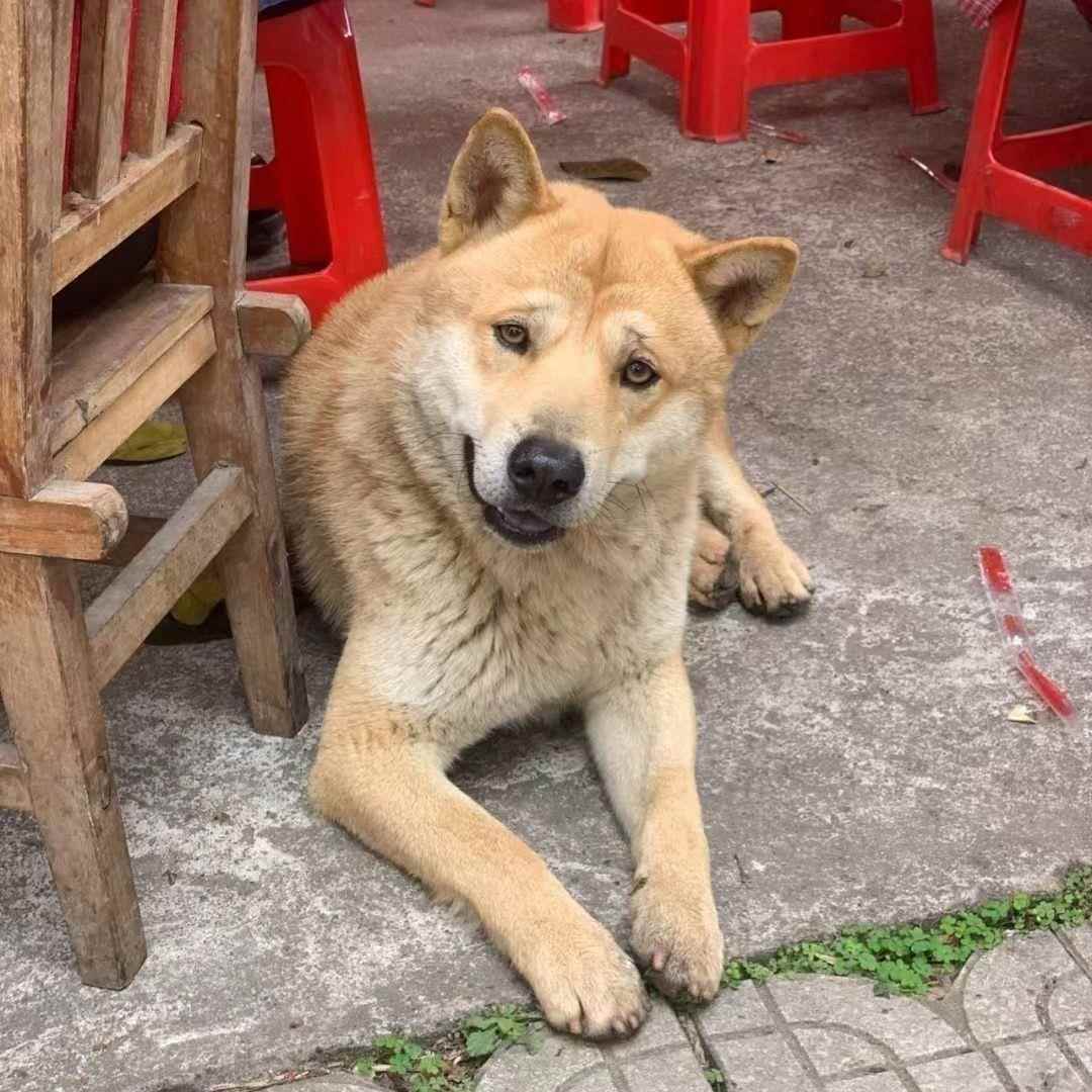 黄色广西土猎犬黄狗幼崽家养的土狗狩猎犬中华田园犬看打猎大骨架-图1