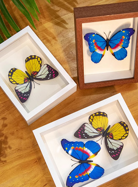 蝴蝶标本相框创意桌面装饰摆件