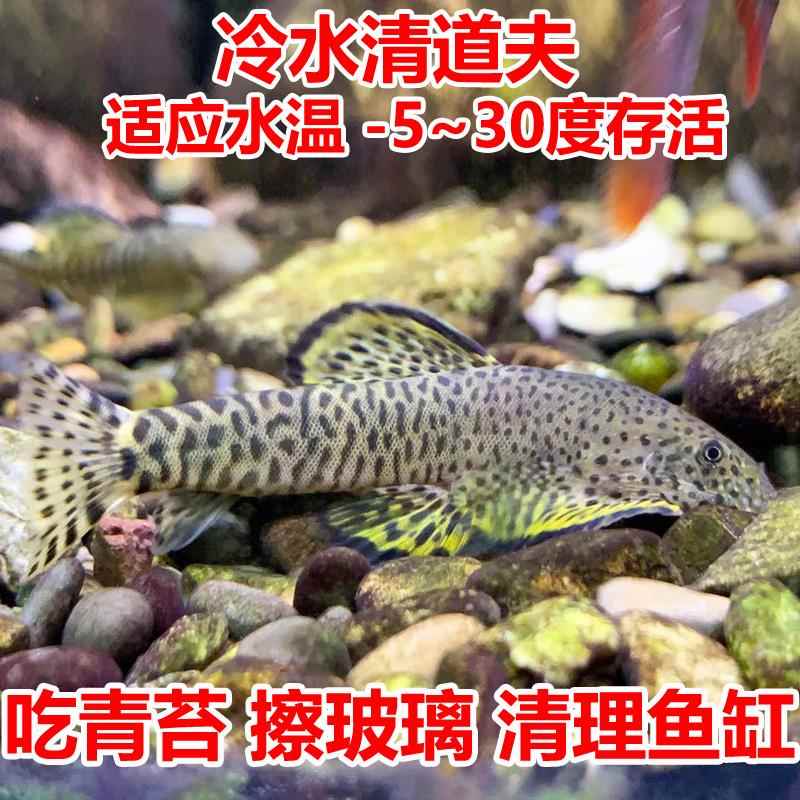 原生鱼冷水鱼麦氏吸鳅原生吸鳅爬岩鳅耐寒耐热冷水清道夫观赏鱼-图0