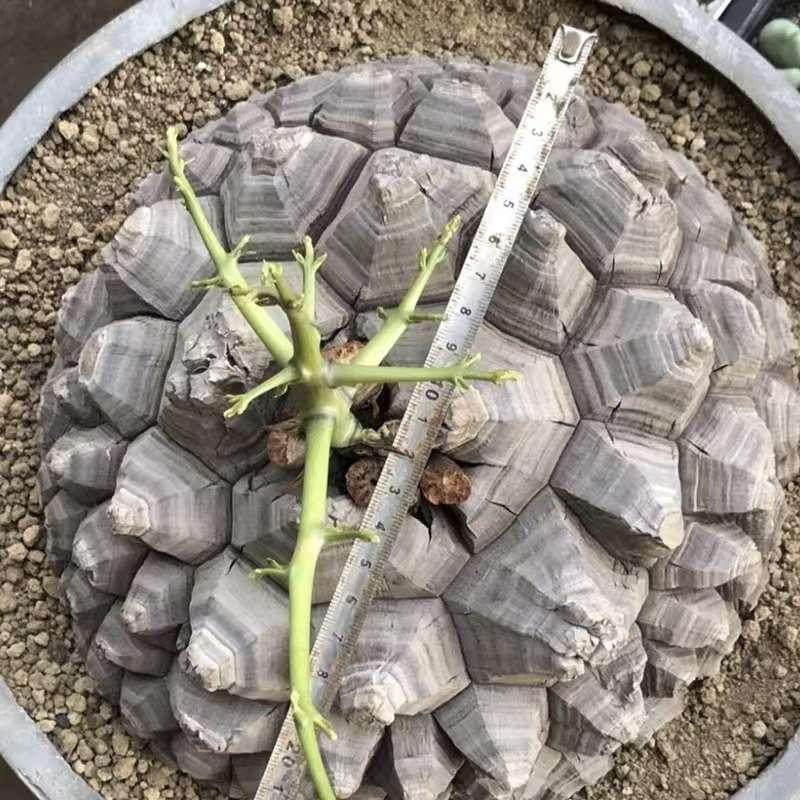 南非龟甲龙多肉植物室内仙人掌盆栽稀有品种爬藤蔓块根带好一物拍,淘宝优惠券,粉丝福利购,淘宝优惠卷