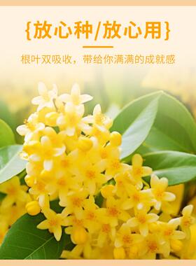 桂花绿植盆栽室内花肥养花专用肥园艺营养液桂花树叶面肥