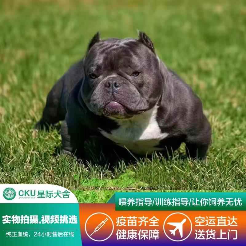 美国恶霸犬幼犬纯种赛级双血统丁蓝体蛤蟆体中型犬仔宠物狗狗活物 - 图2