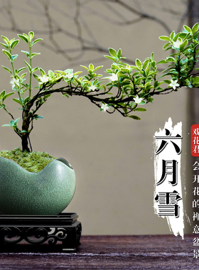 床头柜装饰品摆件客厅轻奢高档六月雪造型盆栽室内花卉绿植茶桌摆
