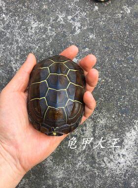 手把件乌龟壳把玩龟甲自然生长金线龟壳摆件摇铜钱用完整风水龟壳