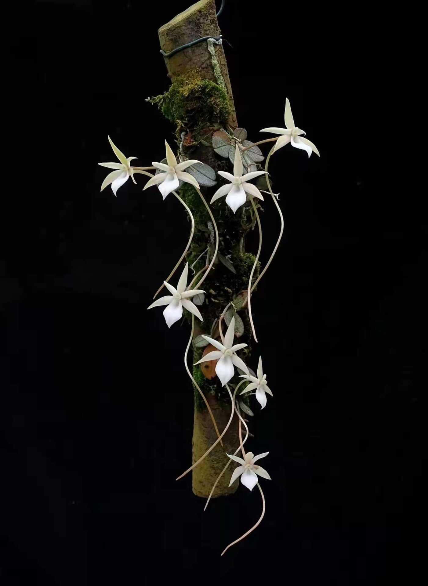 風蘭 Top 600件風蘭 23年2月更新 Taobao