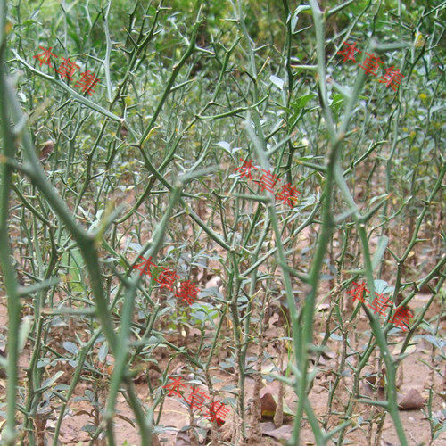 现挖带刺篱笆墙树苗，菜园果园造刺树木墙，陈刺苗，枳苗带刺植物,淘宝优惠券,粉丝福利购,淘宝优惠卷