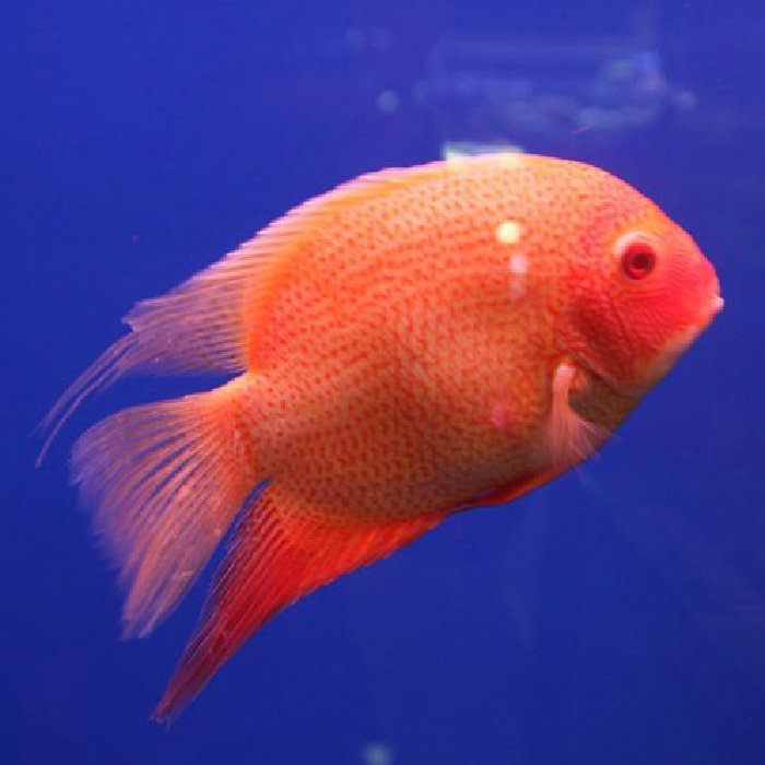 喷点红菠萝观赏鱼