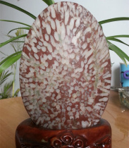 Ning Qiang Coral Jade Dot Coral Fossilized 2014 New Products ~ ~ Already Tied