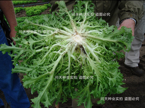 苦苣种子大全农家苦菊菜籽种蔬菜种孑苦苣菜种籽春秋冬季四季菜籽 - 图0