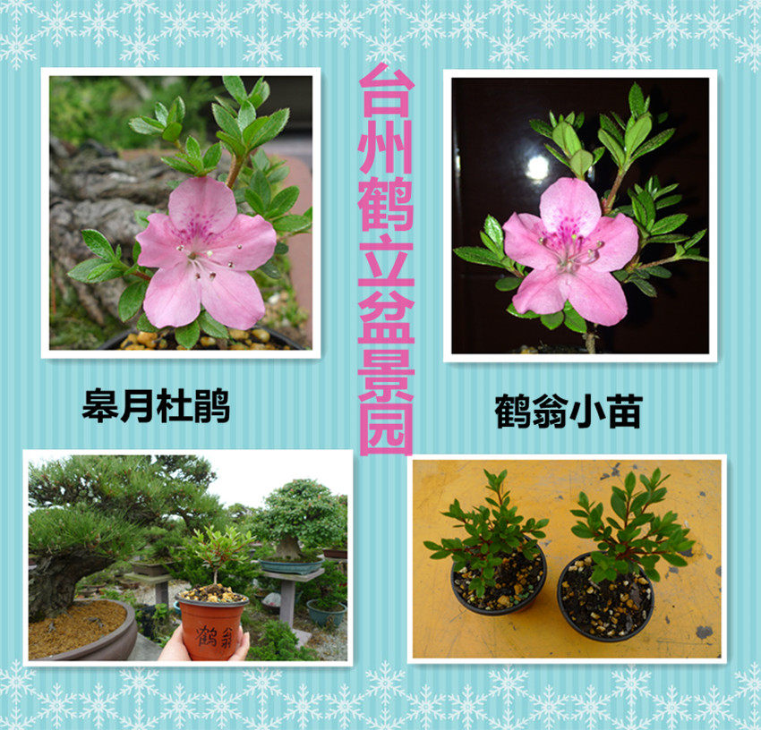 皋月杜鹃 日本杜鹃 夏鹃 东洋 - 鹤翁83,彩虹桥(虹のかけはし)