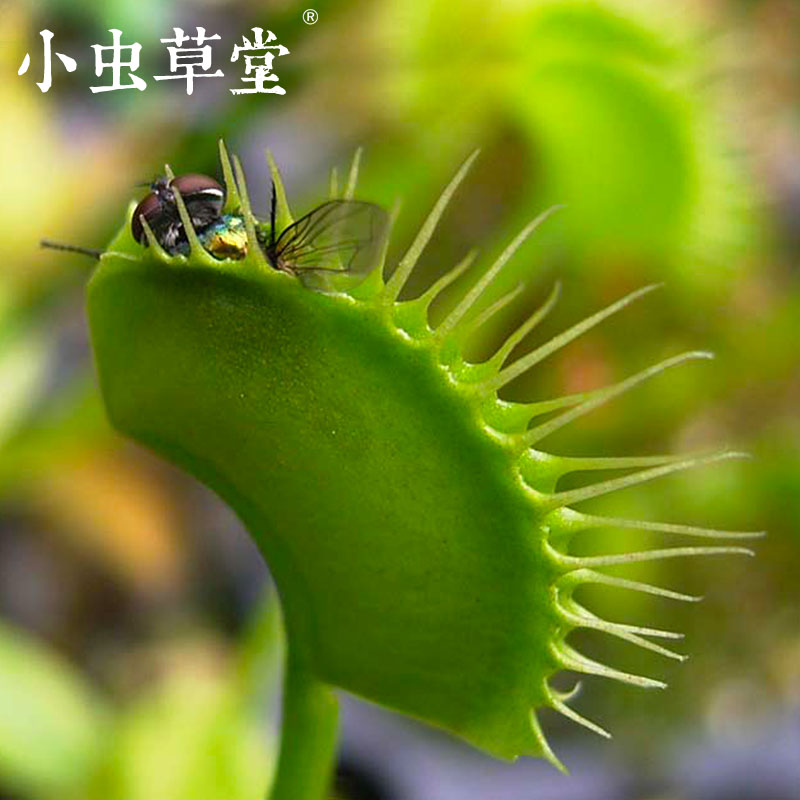 花市捕蝇草小虫草堂食虫植物盆栽猪笼草瓶子草分销花店拿货发批-图2