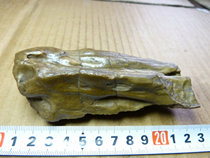 8158 the surface silicated wood of the Hama Great South Lake in Xinjiang 8158