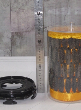 小中大罐装海产店柜台展示摆件