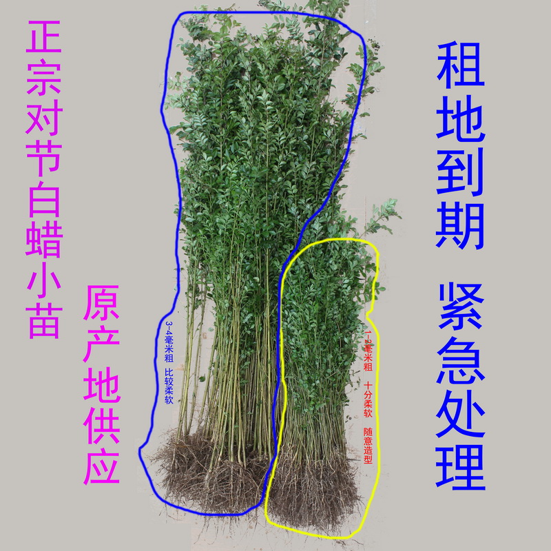 小叶对节白蜡小树苗子对接白腊盆景苗木树抱石附石童子功三角枫 - 图3