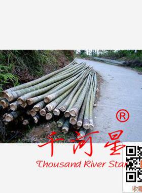 闽毛竹楠竹杆小径竹梨竹大竹子农业养鱼网箱装饰建筑工程竹木材料