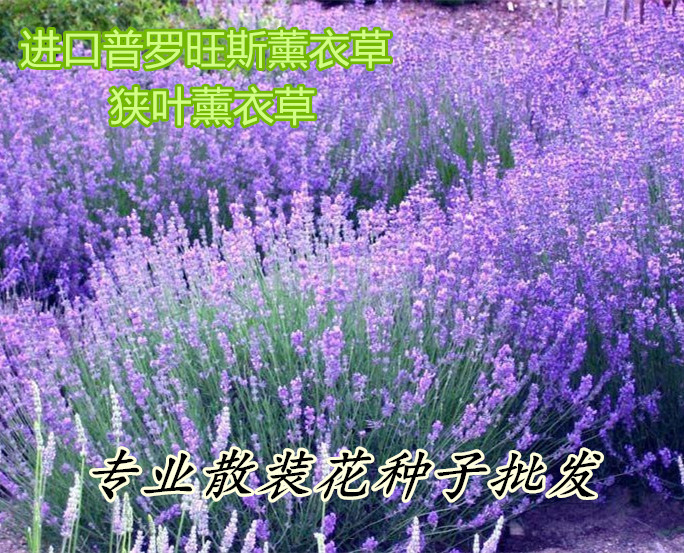 盆栽薰衣草花种子 进口薰衣草种子花种子套餐 花草种子批