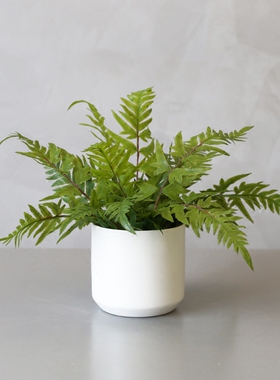 北欧INS风室内绿植盆栽