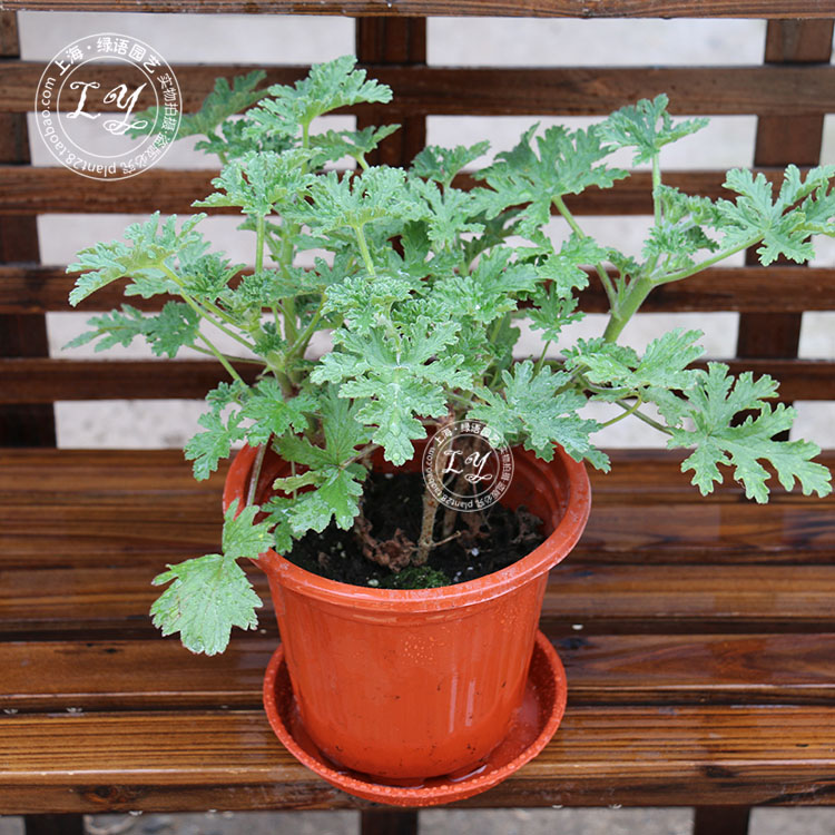 驱蚊草 盆栽庭院阳台绿植花卉植物室内香草香叶 驱蚊天竺葵盆栽 - 图0