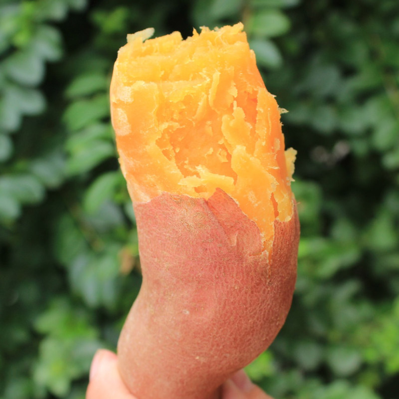 5斤农家地瓜生小香黄心新鲜红薯 怀康食品番薯