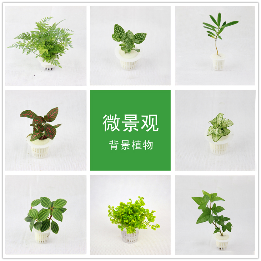 苔藓微景观生态瓶植物背景DIY迷你植物网纹草狼尾珊瑚蕨材料-图0