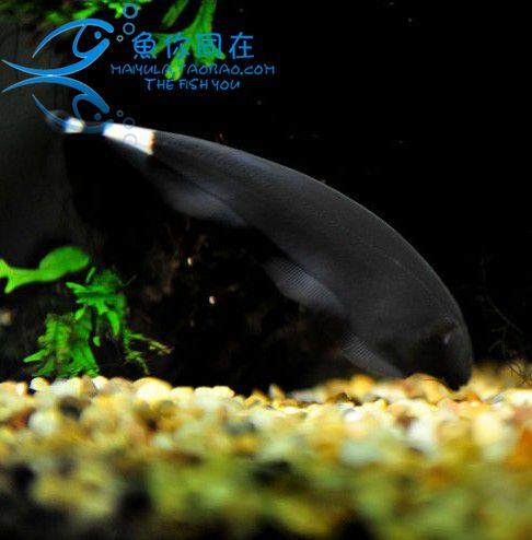 Fishing Line Black Devil Freshwater Tropical Live Electric Eel