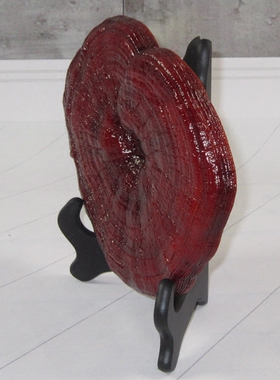 灵芝模型摆件观赏药材仿真工艺品