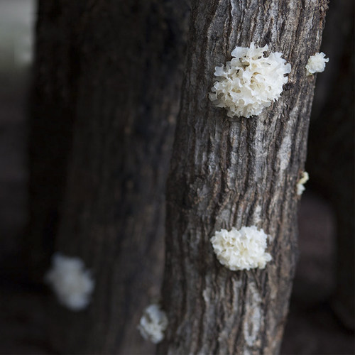 海伶山珍 | 段木银耳100G 天然椴木白木耳干货糯耳出胶快 - 图1