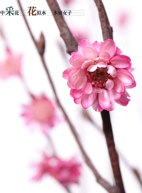 树枝装饰梅花干花枝禅意干树枝