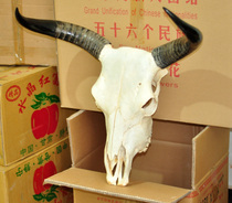 Natural Yak Skull Craft Gift Hem Accessories Interior Decoration Artwork Bull Head Swing Piece Real Bull head goat skull