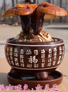 观赏灵芝盆景盆栽标本吉祥如意