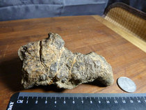 22660 The fossilized coral fossils of the Hami monomer in Xinjiang