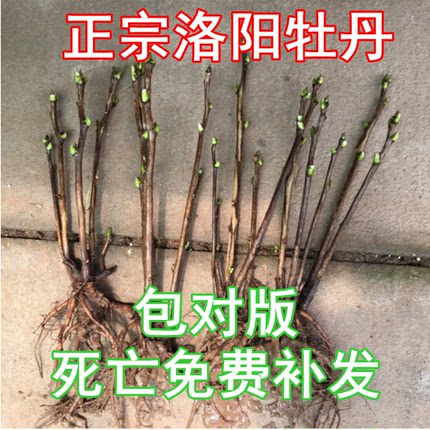 正宗牡丹花苗大花 室内外阳台庭院盆栽菏泽 花卉富贵花观赏非洛阳 - 图2