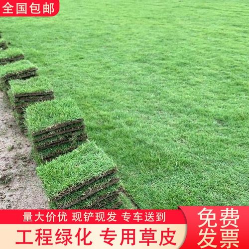 草坪真草皮带泥土免修剪马尼拉台湾草四季青庭院园林别墅工程绿化 - 图1