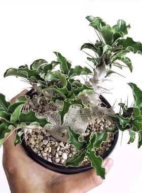 Pachypodium saundersii白马城实生籽播精品仙人球仙人掌植物开花