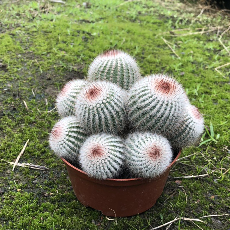 红芙蓉开花群生仙人球室内办公桌面防辐射吸甲醛多肉植物自产自销