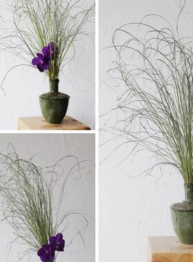 长枝仙女草细叶芒干花包花束小清新客厅装饰天然插花材料