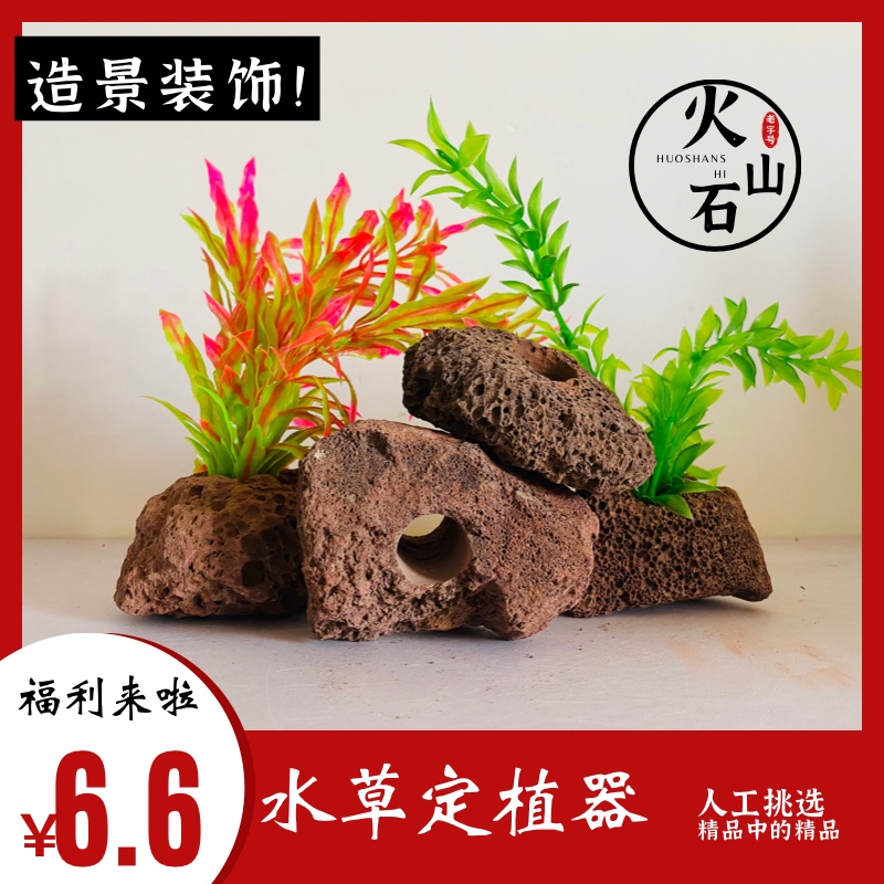 水草固定种植红色火山石水v草定植环鱼缸造景装饰水草定植水草底 - 图0