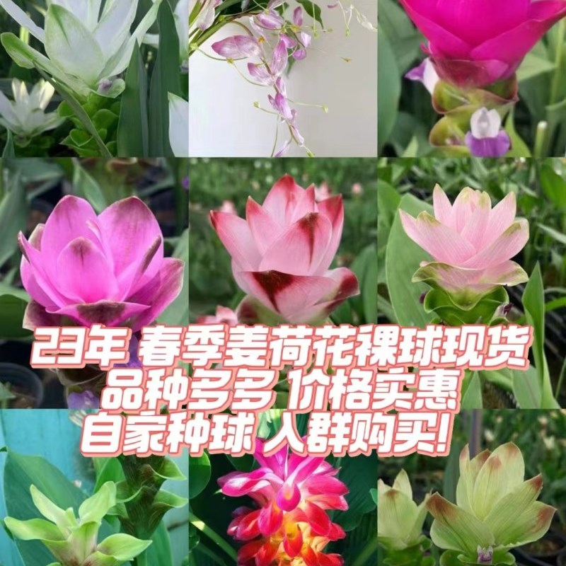 进口姜荷花种球阳台庭院花期长热带植物郁金香多年U生球根繁殖好 - 图0