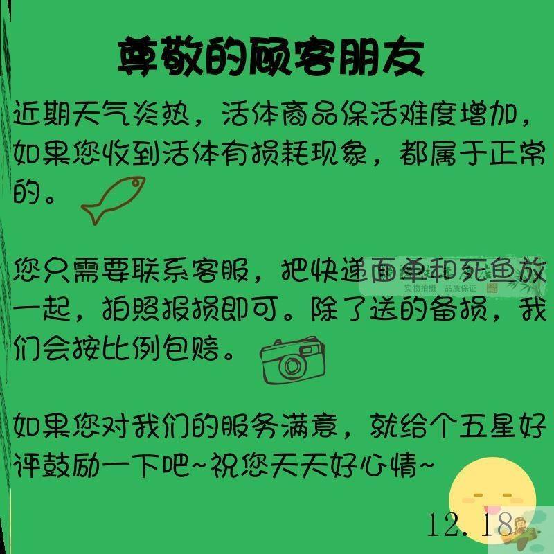 速发喂乌龟吃的小活鱼苗饲料淡水培殖小型活饵龟粮鳄龟食用小鱼鲫-图2