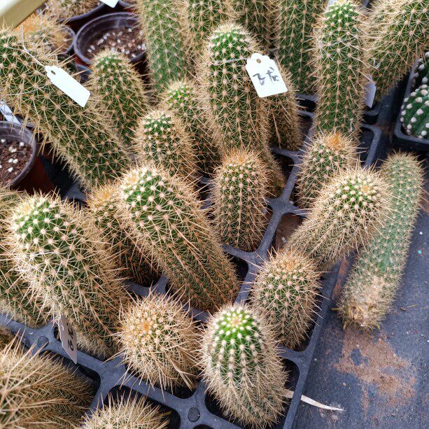 《飞龙》毛花柱仙人球花径25-30公分大花品种长势快对版多肉植物