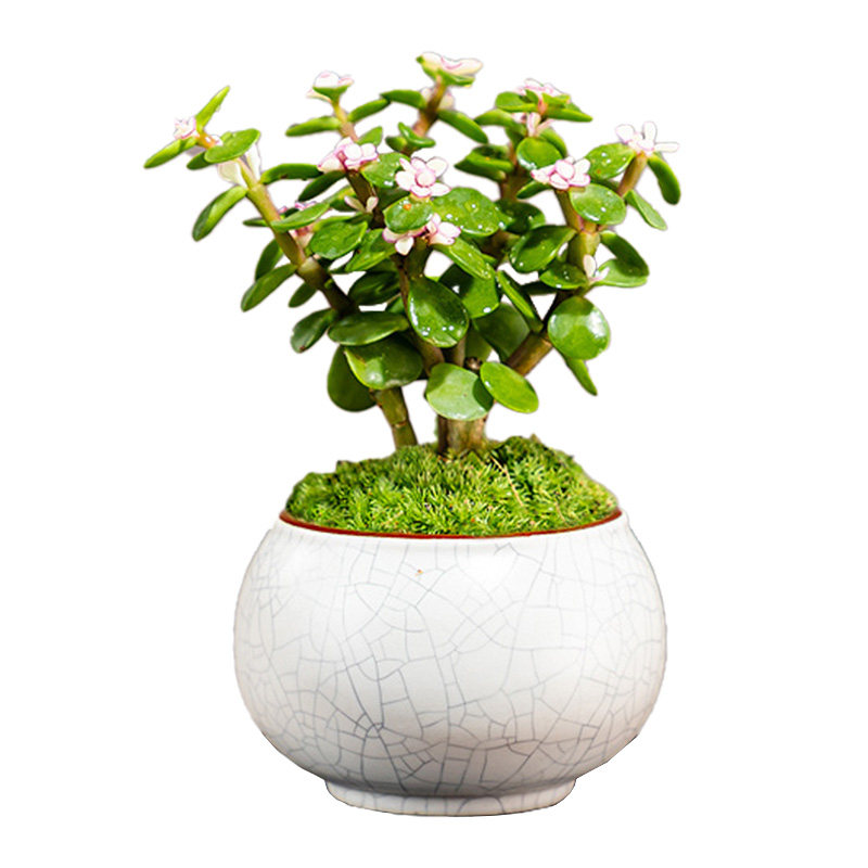 迷你金枝玉叶盆景小绿植室内四季好养多肉植物办公室茶几花卉盆栽