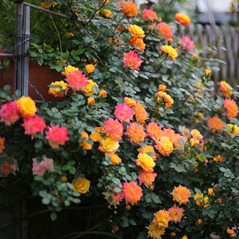 爬藤月季花大苗爬墙庭院花拱门藤本月季大苗阳台四季观赏月季植物,淘宝优惠券,粉丝福利购,淘宝优惠卷