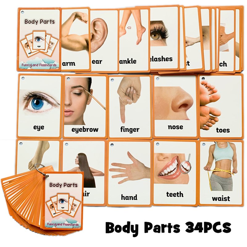 极速34Pcs/Set Body Parts Animal Cloth English Learing Flash - 图0