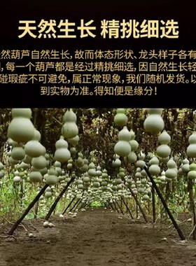 纯天然野生红色葫芦中国结直径30-60五福八卦葫芦居家门对门破解