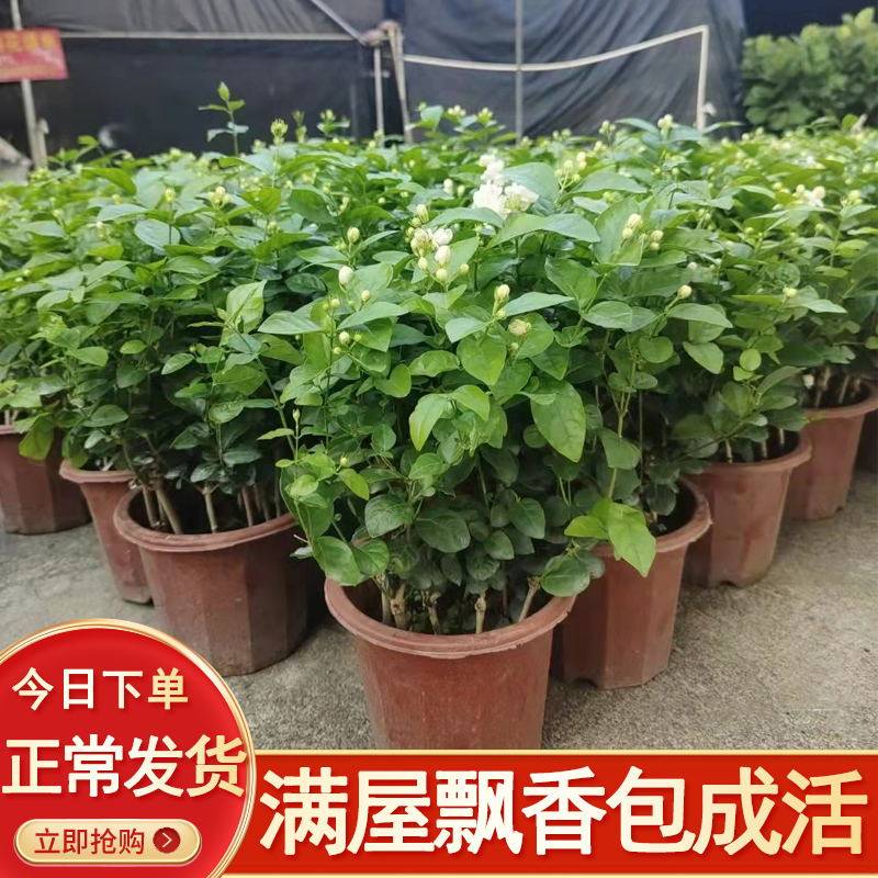 厂家茉莉花盆栽带花苞花卉植物室内花苗双色茉莉老桩四季开花好养-图0